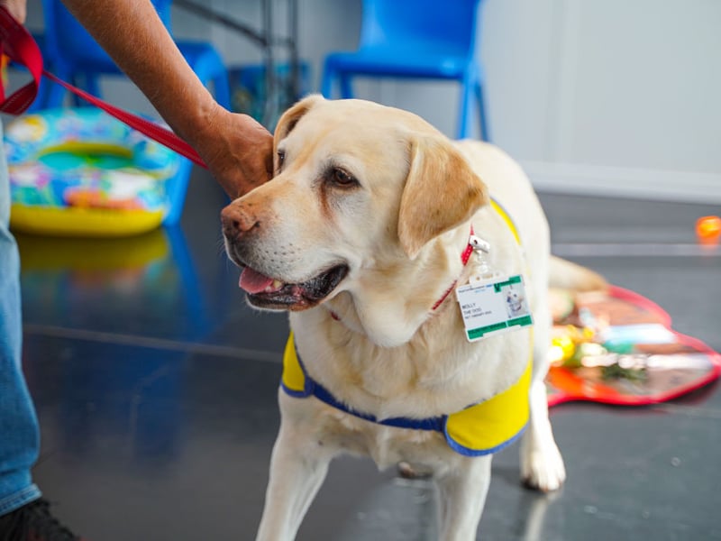 The UK's most popular dog for umpteen years (although it received some competition from the equally sticky French Bulldog a couple of years ago), the Labrador Retriever will rarely leave their owner's side unless forced to. On walks it's unusual for these lovable creatures to stray far enough to lose sight of their humans.