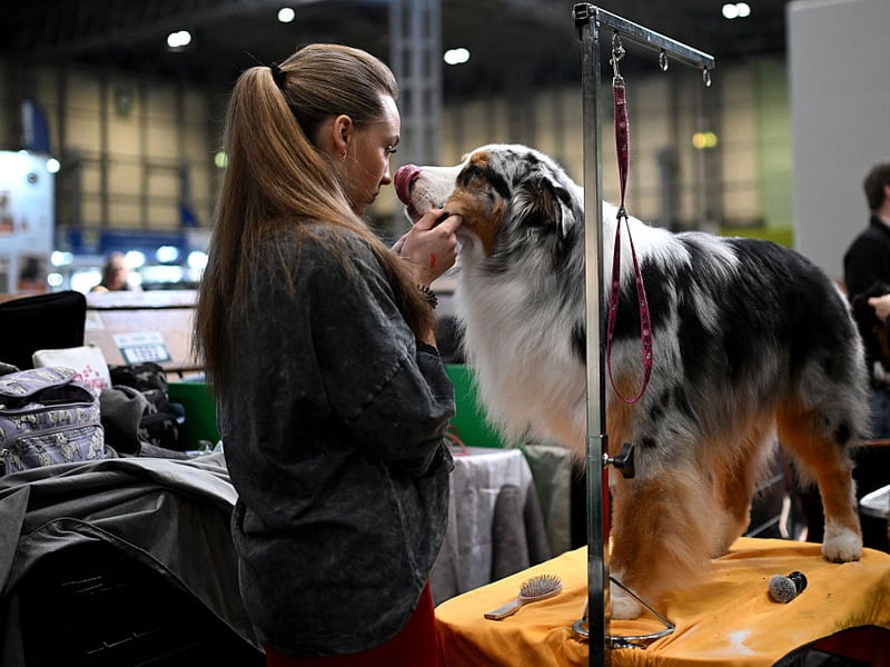 Not all retrievers or lapdogs (although we still have a couple of them to come). Working dogs and herding dogs can be sticky with their owners due to them being pack animals. They see their human family as being their pack and like to keep them as close as possible at all times. One great example of this is the Australian Shepherd which, despite its name, actually comes from America.