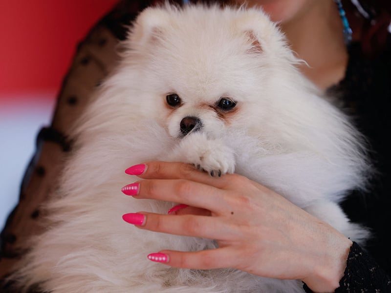 Talking about lap dogs, the Pomeranian is probably the ultimate example. They're pretty much been bred to curl up on humans, a trait that made them much beloved of Queen Victoria. 