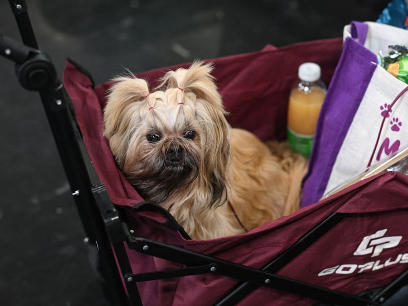 Shih Tzus are affectionate lapdogs that were bred for companionship. These sticky wee characters bond strongly with their people, and want to be as close to them as physically possible. Whether cuddling up on the couch or following you around as you do the housework, they are pretty much made of glue. 