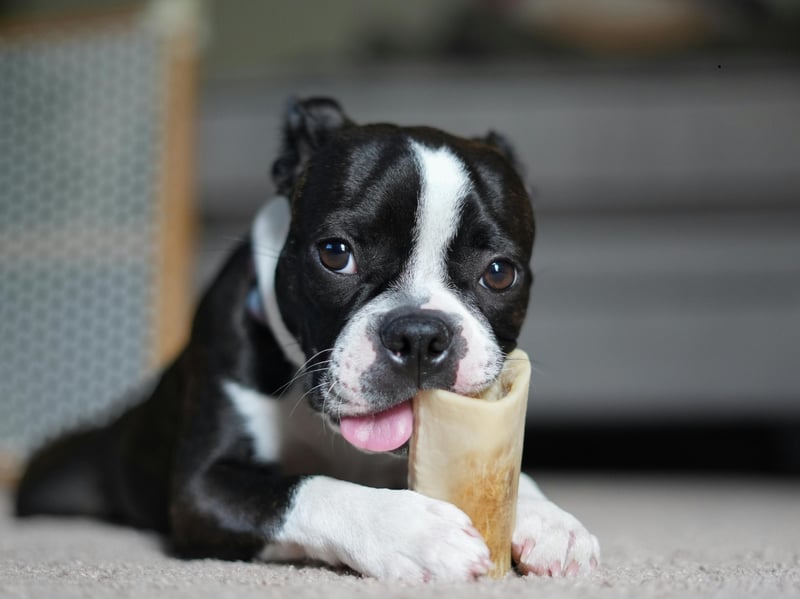 This compact breed’s flat face contributes to air swallowing. Combined with enthusiastic eating and occasional food intolerances, noticeable flatulence is fairly common. Slow feeding and well-balanced diets often make a meaningful difference.