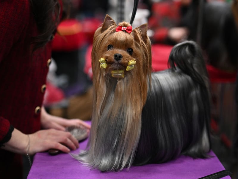 Yorkshire Terriers may be small, but their digestive systems can be quite delicate, with some being sensitive to sudden food changes or harder-to-digest ingredients. Fresh food can be useful because it offers soft, moisture-rich meals made from recognisable ingredients, which may be easier for smaller dogs to manage.