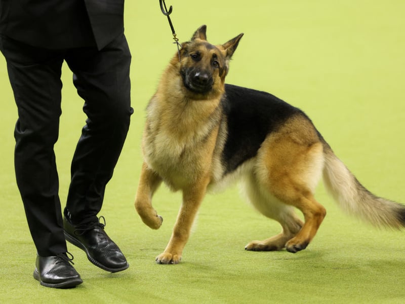 German Shepherds are often reported by owners as having sensitive digestion, with some struggling with inconsistent stools or difficulty tolerating certain foods. For a large, active breed, highly digestible nutrition is especially important, and fresh food can be a helpful option because it focuses on quality protein, gentle cooking, and ingredients the body can use efficiently.