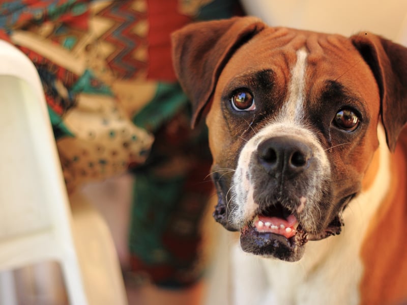 Boxers are a breed where owners may notice gassiness, bloating, or an unsettled stomach, particularly when food is very rich, higher in fat, or heavily processed. For more sensitive stomachs, a lower-fat option may help support digestion without adding unnecessary fillers or complexity.