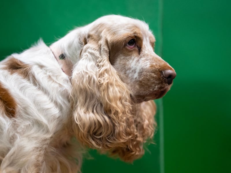 Cocker Spaniels can be prone to sensitivities that show up through both the gut and the skin, so digestion is often an important place to start. A fresh diet made with clean, straightforward ingredients can help reduce unnecessary dietary complexity and support a calmer, more comfortable digestive system.