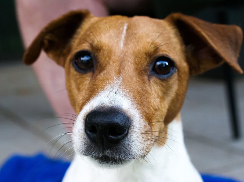 Jack Russells are energetic dogs with high demands for their size, but some can still have sensitive stomachs or inconsistent appetites. A fresh feeding approach can help by providing clean, digestible nutrition that supports energy levels while being gentler on the gut than highly processed alternatives.