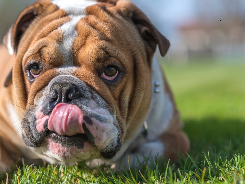 Stocky bodies and short snouts encourage swallowing air while eating. Combined with sensitive digestion, this often produces frequent, pungent flatulence. Slow-feeder bowls, quality diets, and healthy weight management can reduce episodes significantly.