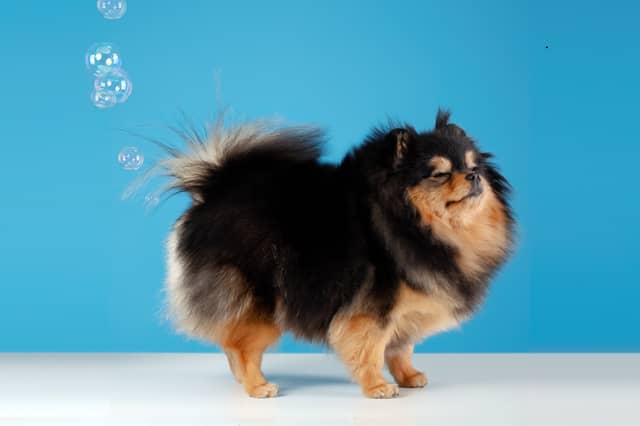 Sone dog breeds are more likely to cause a stink than others.