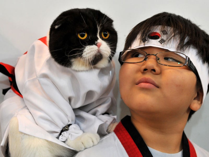 The Scottish Fold loves routine - and in particular your routine. They'll shadow you when you go about your daily business and often seem to know what you're about to do before you do. They'll rarely be in a different room than their owner.