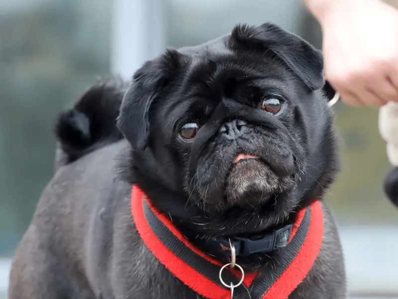Currently enjoying life in a foster home where he is fully house-trained, Benji is super friendly and is looking for an adult-only family who can offer him plenty of patience and a good routine. He will need any time left alone to be built up gradually from scratch while he settles in, but he has plenty of love to give and could potentially share his new home with a similar, friendly doggie companion.
