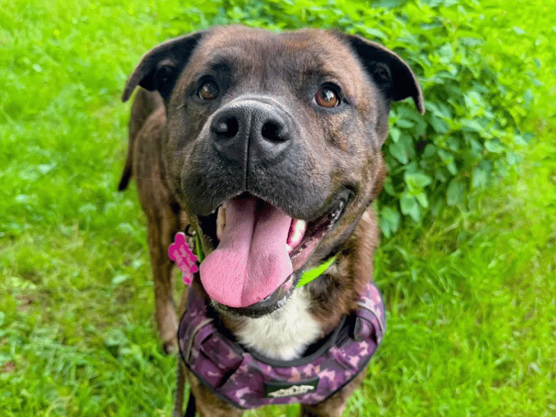 While Kongbear can be a bit shy at first, he is quickly won over by a few tasty treats and will soon be nudging your hand for a fuss. He is highly playful around other dogs and could potentially share a home with a confident four-legged friend, and he can also live with confident, primary school-aged children and upwards.