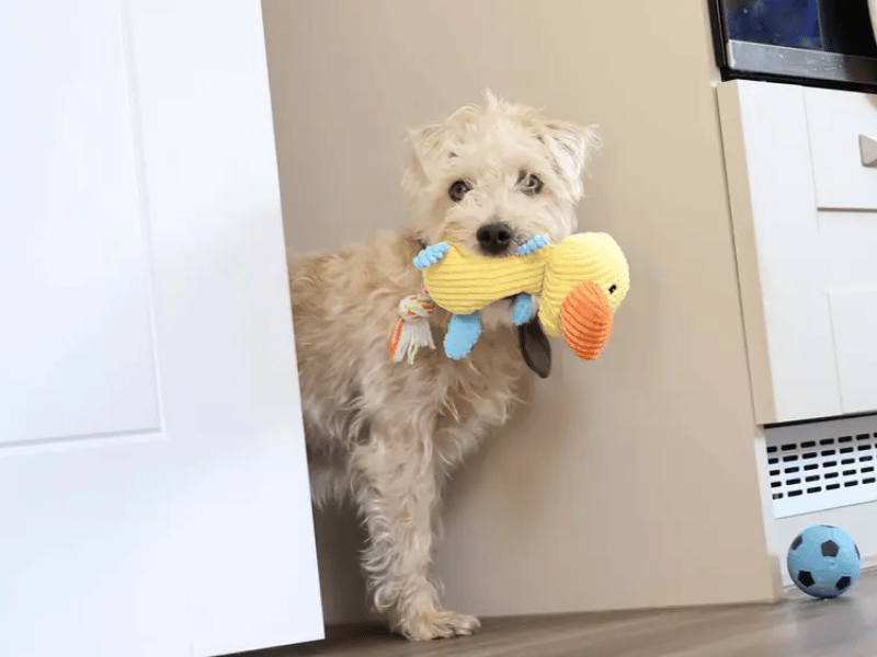 Teddy is quite an anxious lad who is worried by the big, wide world and other dogs, so he requires a home with no other pets or young children, though older, quiet teens could be considered. He takes medication for his anxiety—which our vet can discuss in more detail—and needs a secure garden with no neighbouring dogs for off-lead play.