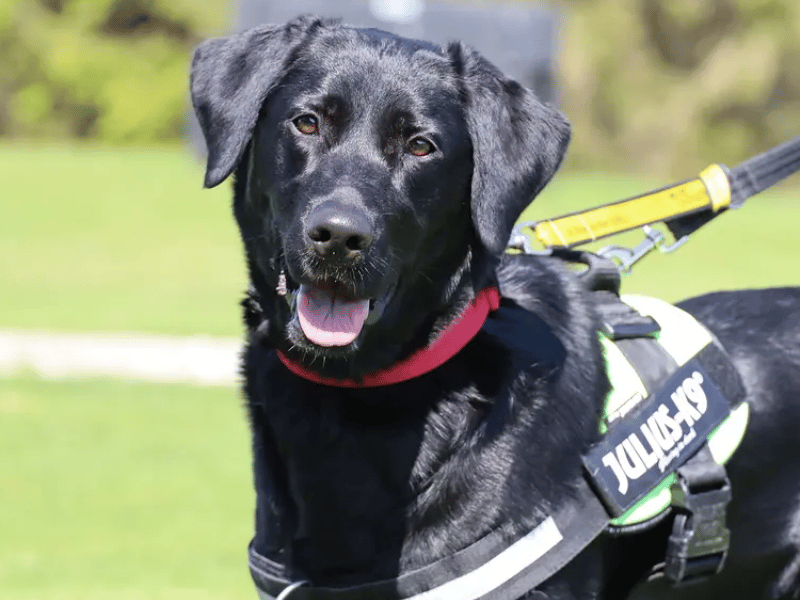 This absolute sweetheart is a beautiful two-year-old Labrador and German Shepherd crossbreed who is currently thriving in a foster home. Oreo is fully house-trained and loves to balance playful toy time with a good snuggle on the sofa. While she will need owners who are around all the time initially to help her settle, she can happily live with primary and secondary school-aged children. 