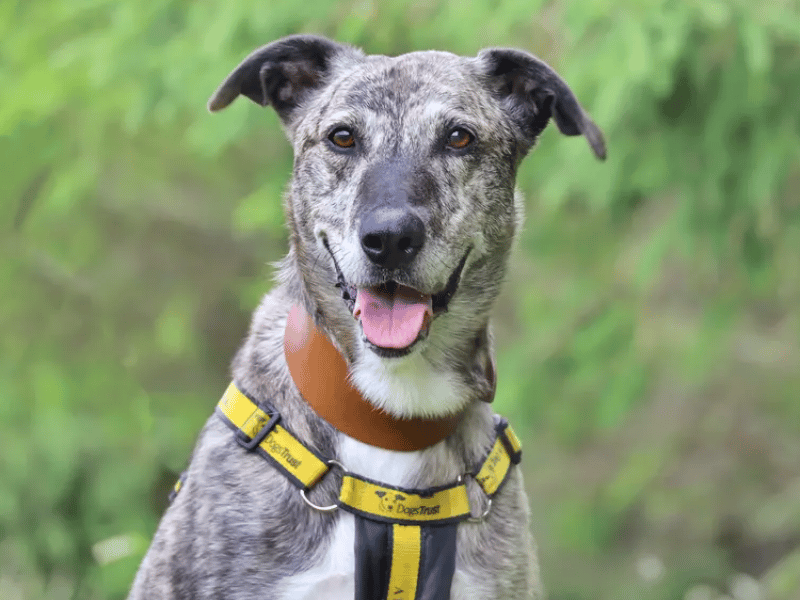 This smart, food-loving lad adores people, is friendly with everyone he meets, and has earned a huge fan club at the centre due to his incredible personality. He will suit an active home with adopters who are ready for fun adventures and ongoing training, which he picks up quickly. Because he is a big, energetic boy who is still working on his doggie manners, he needs to be the only pet in the home, but he can happily live with confident, secondary school-aged children.