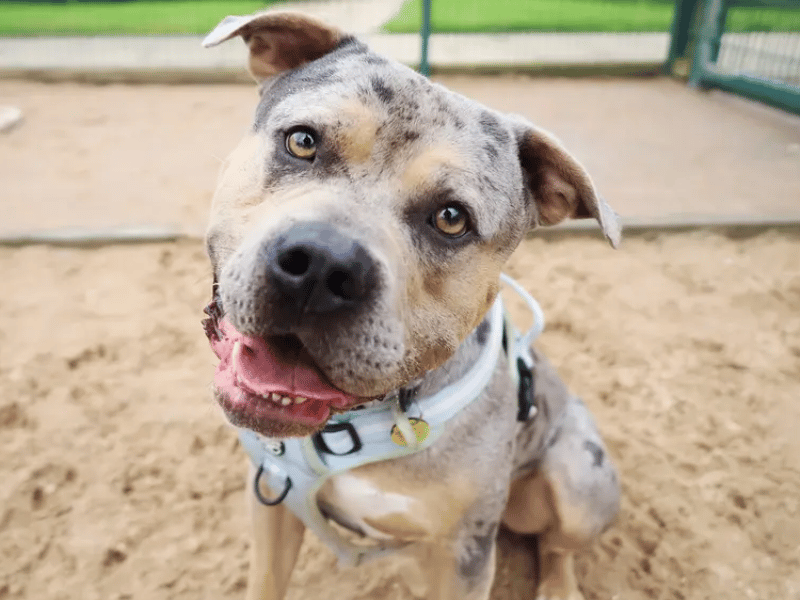 Described by all his friends as a sweet and affectionate boy, he gets more snuggly the better he knows you and is looking for a home where he can be the only pet while he continues to build his doggie socialisation skills. Indy has a great brain and is highly food-motivated, making ongoing training easy and fun, though he needs confident adopters who are comfortable with larger, strong dogs and can help him work on his focus and confidence. 