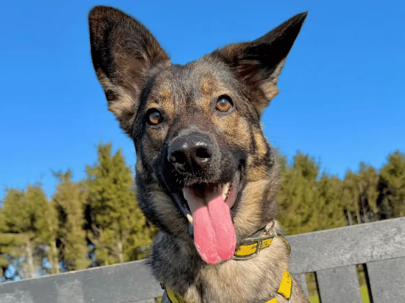 This stunning and seriously clever one-year-old is bursting with potential and looking for a patient family ready to continue her training. Because an unsettled start to life has left Luna quite anxious and shy around unfamiliar people and places, she needs a calm, quiet, adult-only home with a consistent routine where she can be the only pet. 