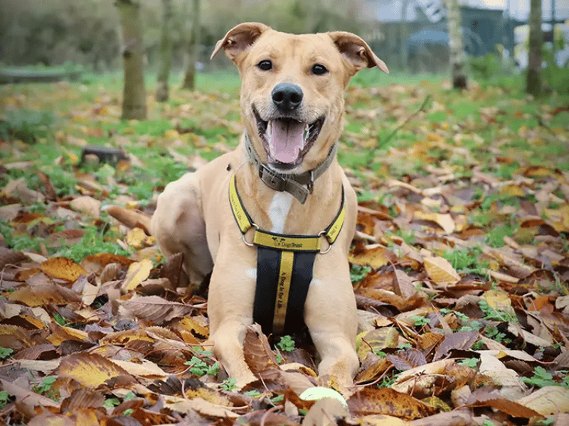 This super smart, exceptionally fun, and handsome two-year-old Lurcher cross is a clever cookie who is already house-trained and bursting with potential. Because of a natural Lurcher chase instinct, he needs a calm, adult-only home where he is the only pet, and should be walked in peaceful areas away from livestock. 