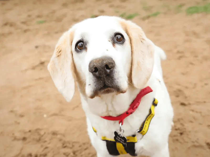 Barney is looking for a peaceful, adult-only home through no fault of his own, where he can relax away from noisy distractions. He gets along fine with other dogs when out and about, but he would prefer to be the only pet in the house. While he has a couple of age-related medical conditions, they are completely under control and shouldn't stop him from being a wonderful, loyal companion.