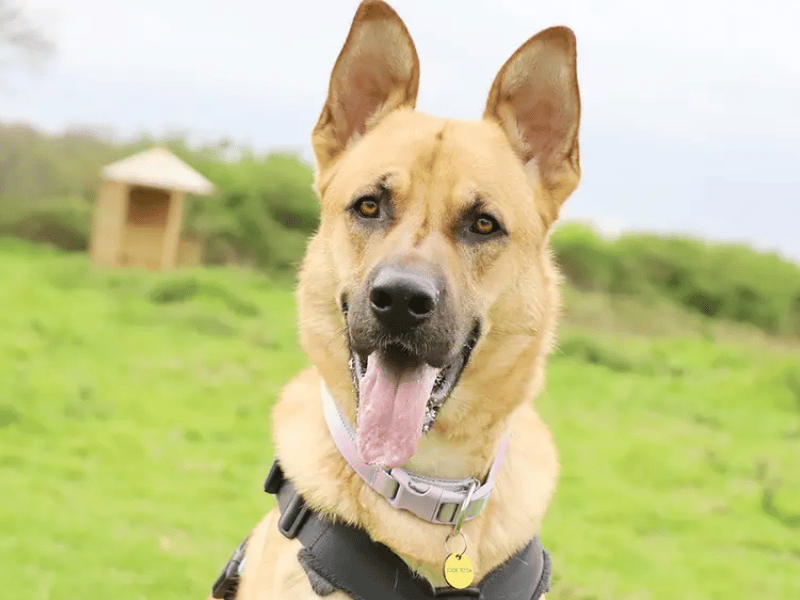 While Buddy can be anxious meeting new people and exploring new places, his fun, playful side completely shines through once he feels confident. Buddy has hip dysplasia, but it doesn't hold him back from a happy, active life, and Dogs Trust may help support ongoing medical costs.