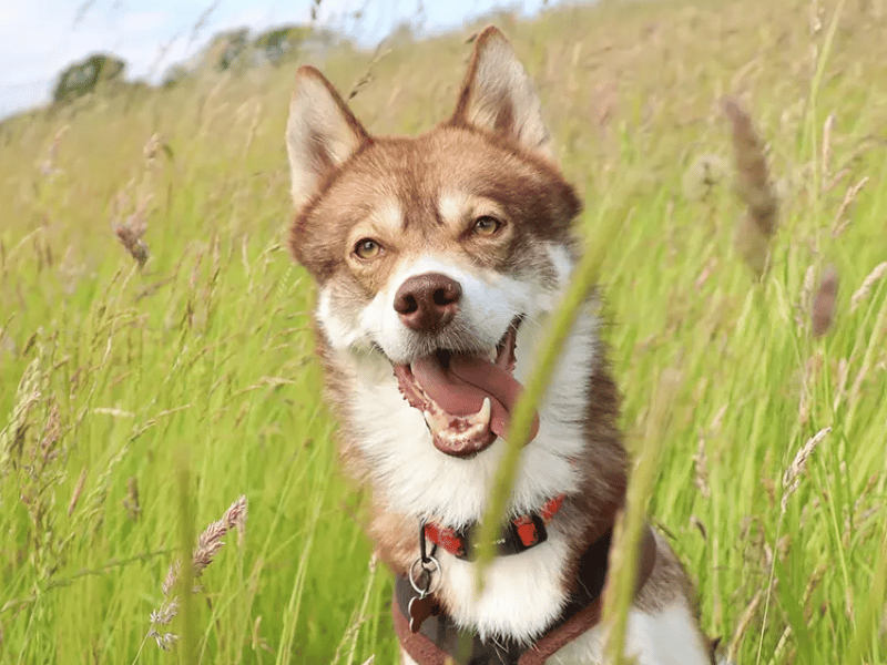 This stunning lad is a classic Husky through and through—he loves exploring the outdoors on interesting walks and loves to use his voice a lot. While he is not a "snuggle on the sofa" type, he thoroughly enjoys human company and becomes increasingly interactive as he gets to know you. Hunter finds kennel life a challenge and needs a peaceful, adult-only home where he can be the only pet and focus on a new routine. 