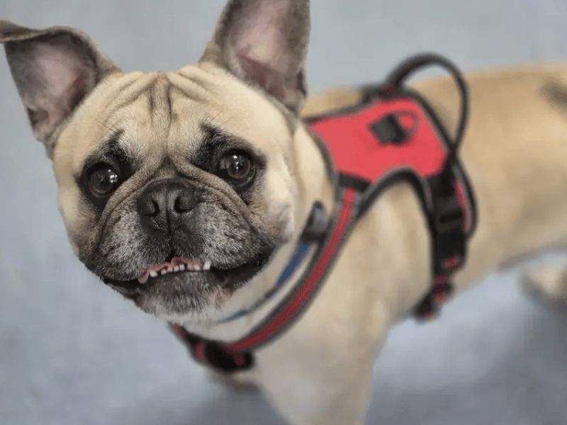 This fun, bouncy six-year-old Pug and French Bulldog cross is a super affectionate bundle of love with heaps of personality. Teddy is currently thriving in a foster home and is looking for an active family who will be around a lot initially to help him settle in. He can happily live with secondary school-aged children but needs to be the only pet in the home for now. 
