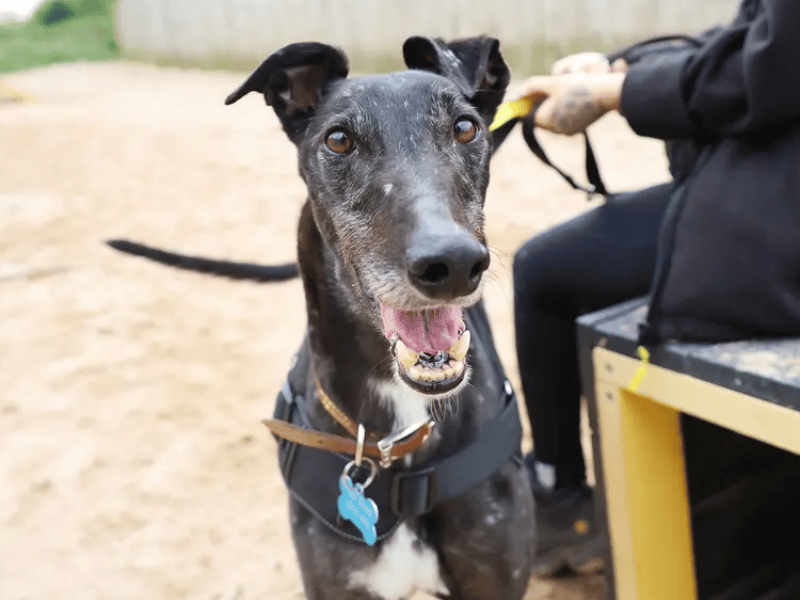 In true Greyhound style, Herbie is an easy-going couch potato who loves chasing toys and balancing his walks with plenty of lounging on his bed. He gets more affectionate the better he knows you, but because he can be a bit worried by other dogs, he needs to be walked in quieter areas and be the only pet in an adult-only home.