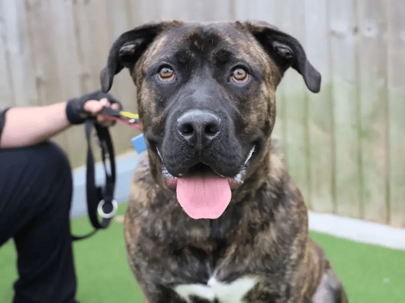 This friendly youngster is described by centre staff as an absolute angel who gets sweeter and snugglier the better he knows you. He is highly dog-social and could happily share a home with a similar four-legged friend, and he is also suitable to live with confident, older children who are comfortable around large, energetic dogs.