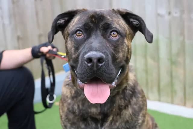 This friendly youngster is described by centre staff as an absolute angel who gets sweeter and snugglier the better he knows you. He is highly dog-social and could happily share a home with a similar four-legged friend, and he is also suitable to live with confident, older children who are comfortable around large, energetic dogs.