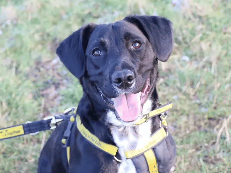 Billy loves playtime and needs a busy, active lifestyle paired with plenty of fun training, which his smart brain and food-loving nature make him perfect for. He requires a very predictable, consistent routine, meaning he is best suited for an adult-only home or one with older teens, alongside a secure garden to burn off energy.
