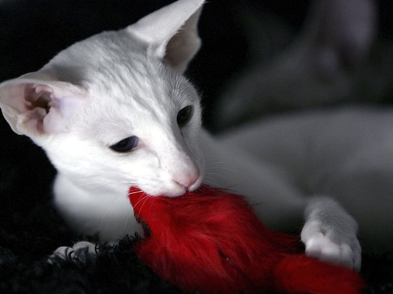 Closely related to the Siamese, Oriental Shorthairs are equally person-focused and will become happy if they don't get plenty of human interaction and companionship.