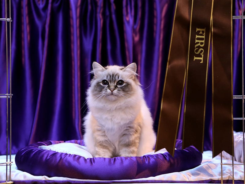 Loyal to a fault, you'll know you have a Birman because every time you turn around the cat will be there, looking at you with utter love. These cats can be nearly dog-like in the way they will rush to the door to greet you when you've been out.