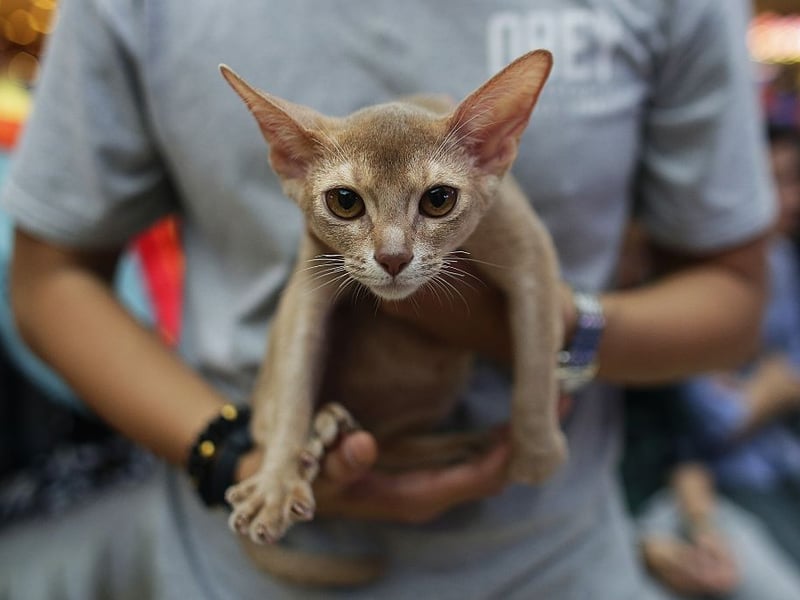The Abyssinian is an interesting type of velcro cat in that they're really not into prolonged cuddling but will be fascinated by everything you do - never taking those beautiful eyes of theirs off you for a second. They really aren't ones for being left alone for long.