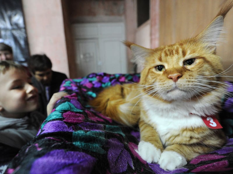 The massive Maine Coon may be too big to fit on your lap - but that doesn't mean they won't try. These are velcro cats who are less demanding though, happy just to be around you rather than demanding constant attention.