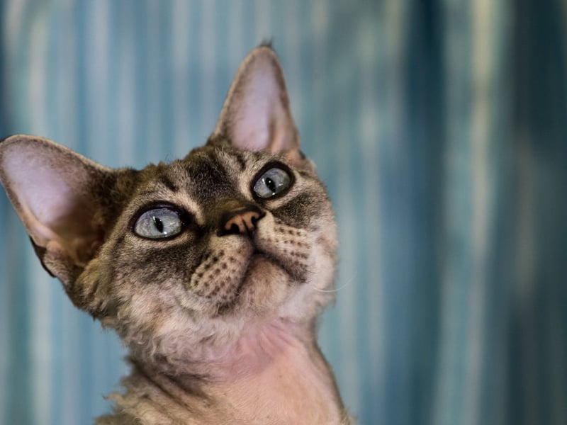 Don't be surprised if your Devon Rex joins you under the covers in bed - that's just one of the places they will venture to make sure they're with you all day, every day.