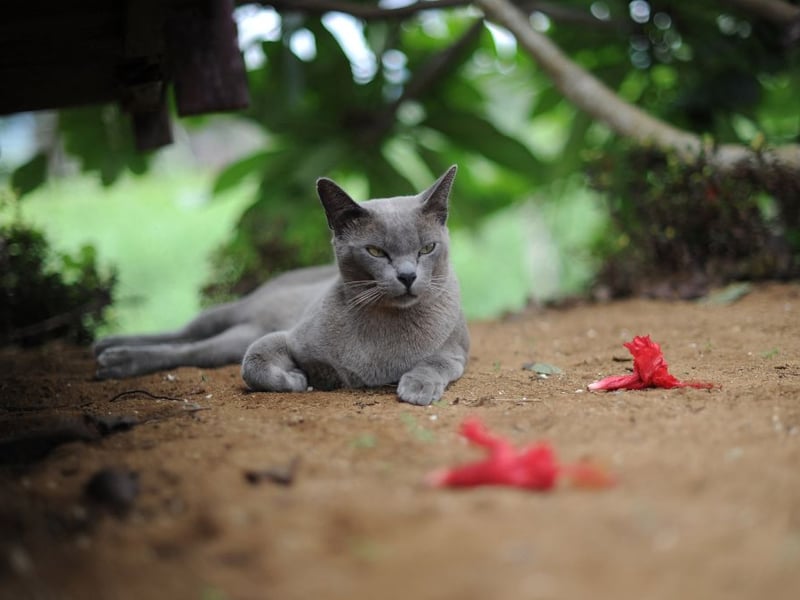 Not content with sitting on your lap, Burmese cats will often sit on your shoulders, head, feet or any other part of your body available. They also love playing games with their owners, rather than entertaining themselves.