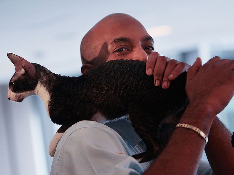 If your breed of cat has the word 'Rex' in its name then it's one of the kings of the velcro cats. The Cornish Rex is another case in point, padding around after you then swiftly hopping on top of you the moment you sit down.