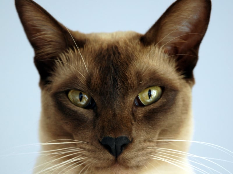 Being a blend of Siamese and Burmese ancestry there's no surprise that the Tonkinese is just as sticky as its forebears. You might be surprised at this breeds habit of becoming attached to virtual strangers who visit your home.