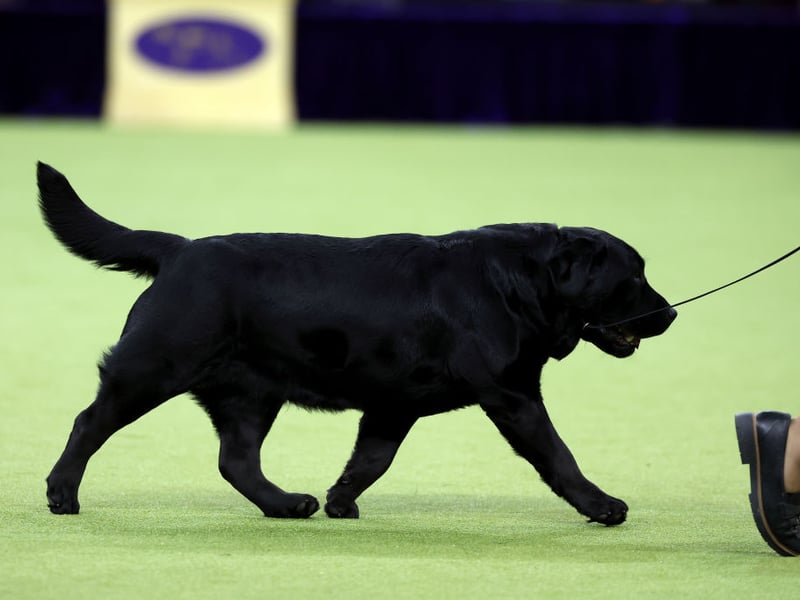 The Labrador Retriever is the most popular dog in the UK - and in the world - and their quick learning and curious nature makes them perfect for guide dogs or hearing dogs. Being naturally greedy, a few treats as a reward for obeying commands will soon get them trained to do pretty much anything you ask.