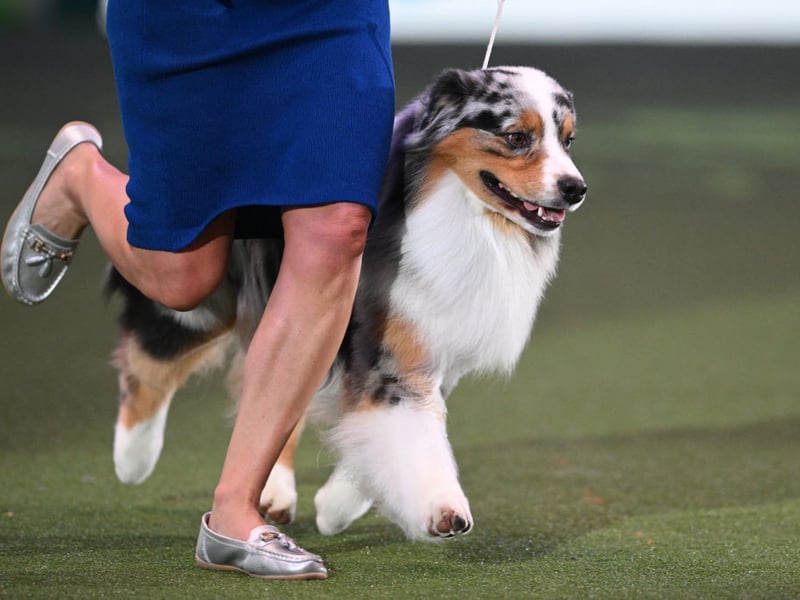 Weirdly enough there's nothing particularly Australian about the Australian Shepherd, which was originally bred in America to herd animals. As is the case with most herding specialists, it's pretty easy to train - just make sure they have enough exercise and stimulation so they don't become frustrated and misbehave. 