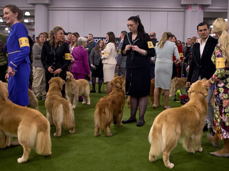 What is true of the Labrador Retriever also tends to be true of their shaggier cousin the Golden Retriever - and that's the case when it comes to training. Adorable and brainy, this breed is the complete package.
