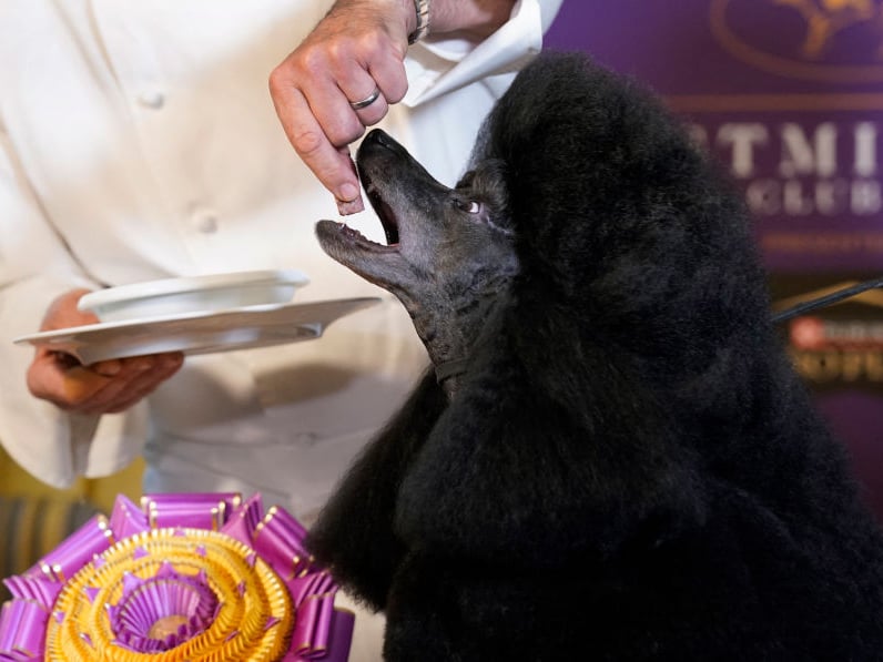 They may look high-maintenance, but Poodles are very eager to please and keen to learn. Not just a pretty face, these curly cutesters are as brainy as they are beautiful.