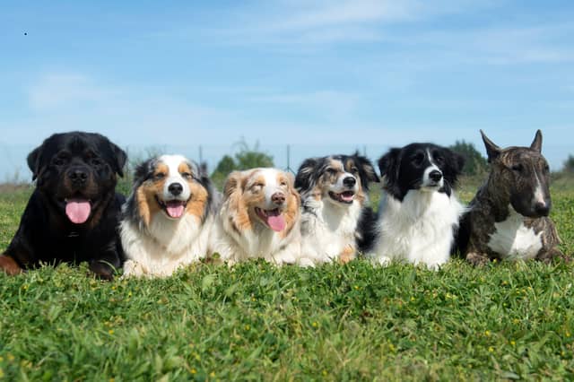 Some dog breeds are easier to train than others.