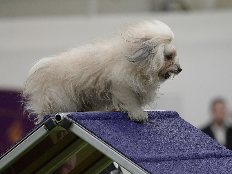 Many smaller dogs can be stubbornly resilient to training - just ask any Dachshund owner (more of that later) - but the tiny Havanese is one of the exceptions to the rule. They are attentive and receptive to positive reinforcement meaning they should be giving you a paw in no time.