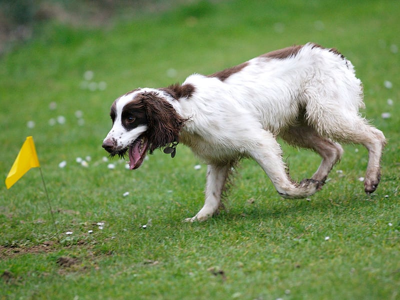 None of the breeds of spaniel are massively difficult to train, but the Springer Spaniel is probably the pick of the bunch. Bred to help hunters by 'springing' prey from vegetation, these pooches are born to learn.