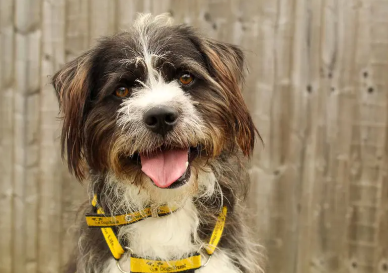 Bertie is looking for patient, committed adopters who understand that building trust takes time. He will need an adult-only home with few visitors and a calm, predictable routine where he can continue his training and grow in confidence. His ideal home will be in a quiet location with access to peaceful walking areas away from busy roads and other dogs.
