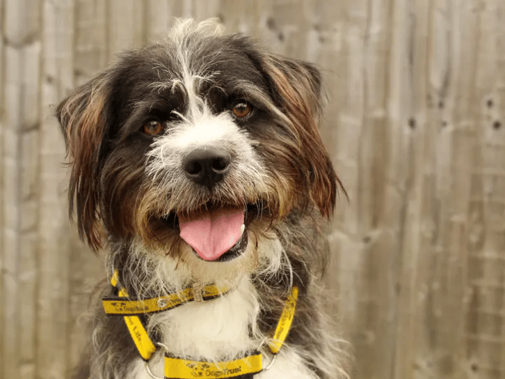 Bertie is looking for patient, committed adopters who understand that building trust takes time. He will need an adult-only home with few visitors and a calm, predictable routine where he can continue his training and grow in confidence. His ideal home will be in a quiet location with access to peaceful walking areas away from busy roads and other dogs.