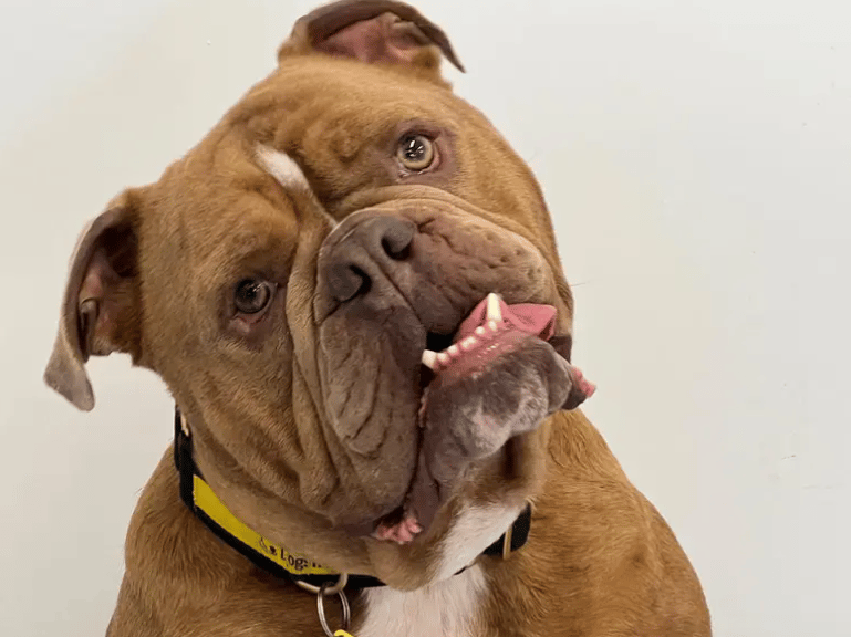 Handsome... check! Goofy... check! On the hunt for his forever home... check! Goose is ready to find his forever home with a patient and understanding family. He can be a little worried boy initially, but after a few meets and greets he soon warms up and shows off his brilliant, characterful self. When you’re in the ‘Goose Gang’ you’ll see his affectionate, giddy personality come shining through!