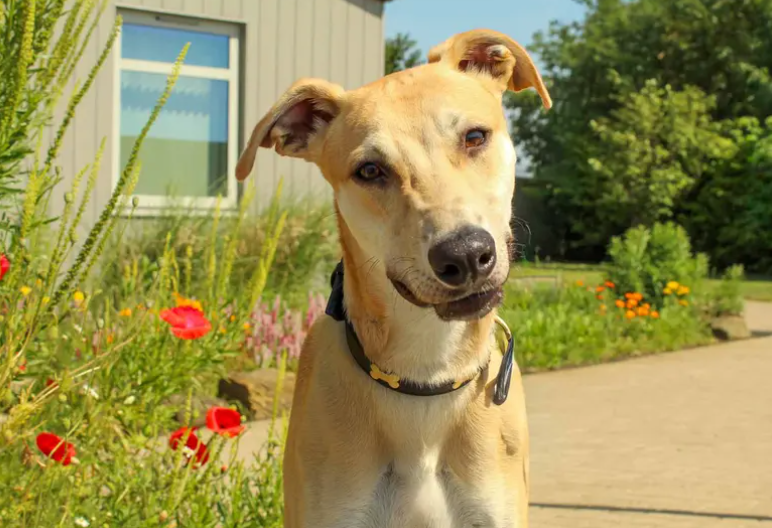 Looking for a fun, loving, playful new best friend? Then meet Benny! He’s a gorgeous lad ready to find his forever home. He’ll be best matched with a family who can shower him in attention and love, happy to continue training and up for plenty of exploring and laughter. Benny is full of beans and will be a bit much for very young children, older primary school kids who are confident around bouncy dogs will be fine.