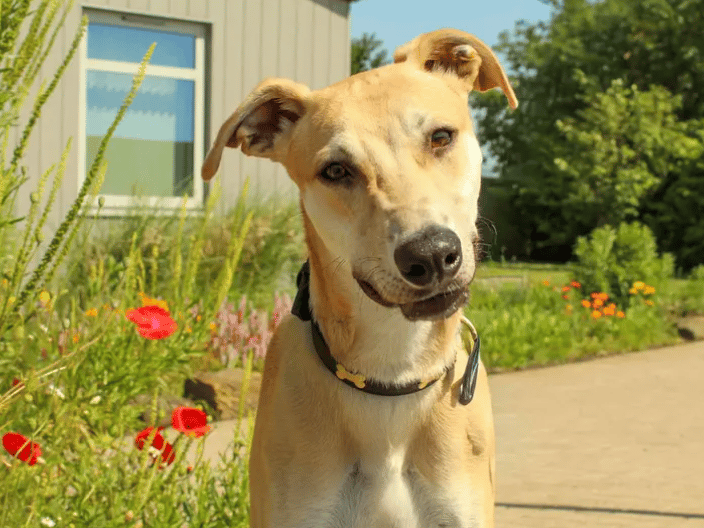 Looking for a fun, loving, playful new best friend? Then meet Benny! He’s a gorgeous lad ready to find his forever home. He’ll be best matched with a family who can shower him in attention and love, happy to continue training and up for plenty of exploring and laughter. Benny is full of beans and will be a bit much for very young children, older primary school kids who are confident around bouncy dogs will be fine.