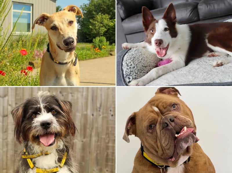 All these dogs are searching for their forever homes.